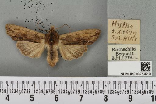 Lithophane semibrunnea (Haworth, 1809) - NHMUK_010574519_631595