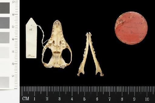 Phascogale murex Thomas, 1913. - 1912.2.4.1_Skull_Ventral