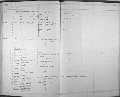 Lysidice ninetta Audouin and Milne-Edwards,  1833 - Zoology Accessions Register: Annelida: 1936 - 1970: page 127