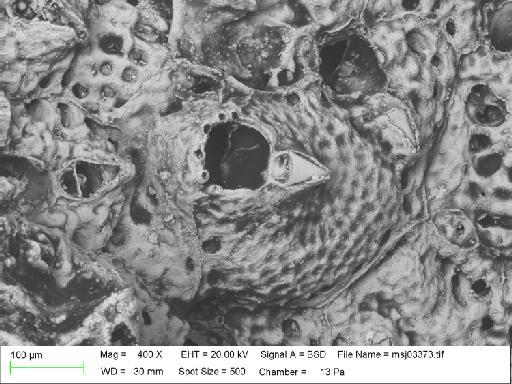 Parasmittina kirkpatricki Hayward, 1988 - Parasmittina_kirkpatricki_msj03373