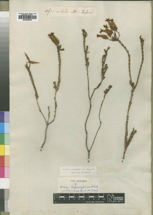Erica lagenaeformis Salisbury - BM000925167