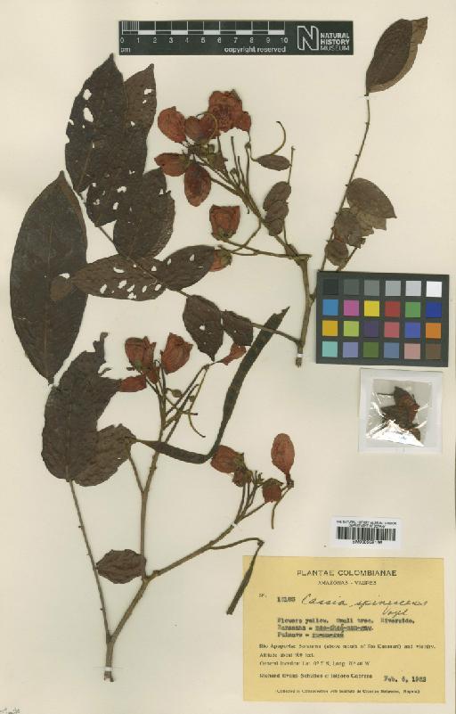 Senna spinescens var. schultesiana H.S.Irwin & Barneby - BM000952166