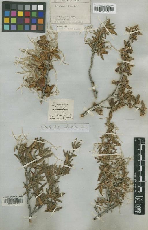 Cercocarpus ledifolius Nutt - BM000622367