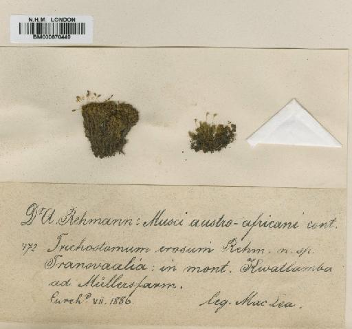Oreoweisia erosa (Hampe ex Müll.Hal.) Kindb. - BM000870449