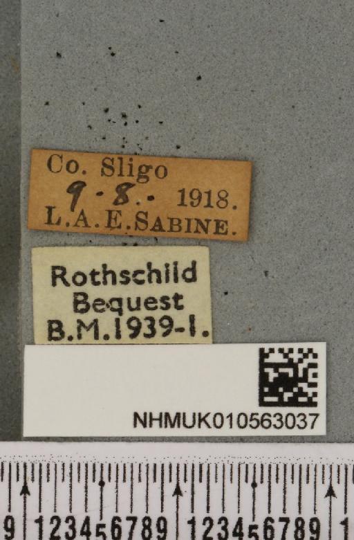 Cirrhia icteritia (Hufnagel, 1766) - NHMUK_010563037_label_620572