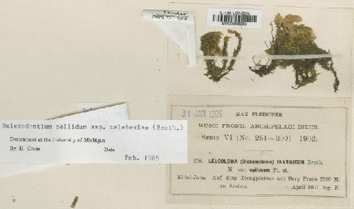Leucoloma javanicum Broth. ex M.Fleisch. - BM000965963