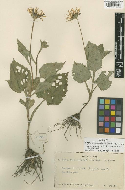 Aster peduncularis subsp. nepalensis Grierson - BM000521873