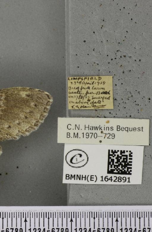 Stauropus fagi fagi (Linnaeus, 1758) - BMNHE_1642891_label_242467