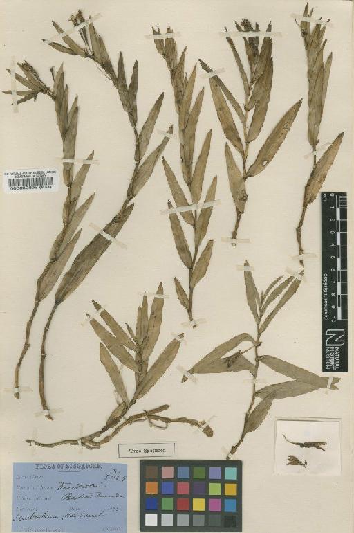 Dendrobium pandaneti Ridl. - BM000032896