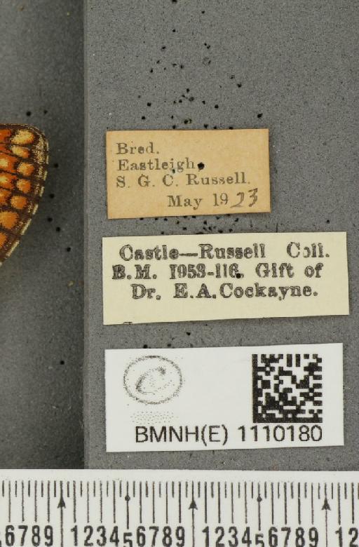 Euphydryas aurinia (Rottemburg, 1775) - BMNHE_1110180_label_51641