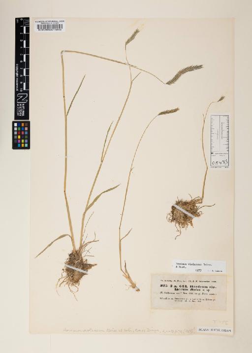 Hordeum brevisubulatum subsp. violaceum (Boiss. & Hohen.) Tzvelev - 000060520