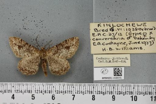 Alcis repandata muraria Curtis, 1826 - BMNHE_1920031_475909