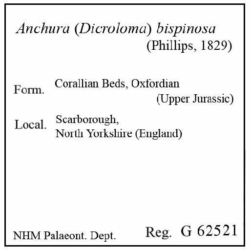 Anchura (Dicroloma) bispinosa (Phillips, 1829) - G 62521. Anchura (Dicroloma) bispinosa (label)