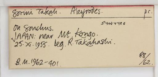 Aleyrodes sorini Takahashi, 1958 - 013479943_additional