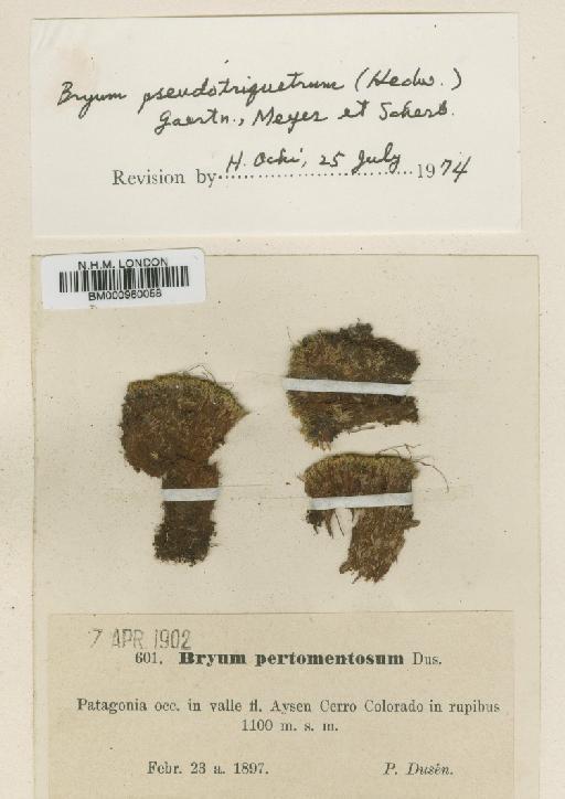 Bryum pseudotriquetrum (Hedw.) P.Gaertn., B.Mey. & Scherb. - BM000960058