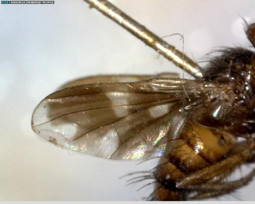 Jamacaria albofenestrata Curran, 1928 - Jamaicaria albofenestrata PT5