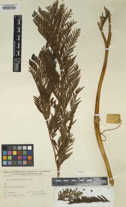 Pteris montis-wilhelminae Alston - BM000592323