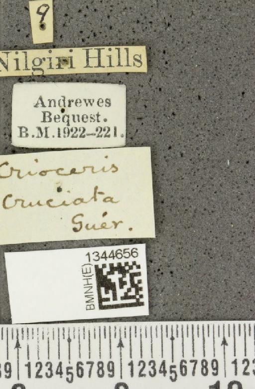 Lilioceris (Lilioceris) cruciata (Guérin-Méneville, 1840) - BMNHE_1344656_label_13205