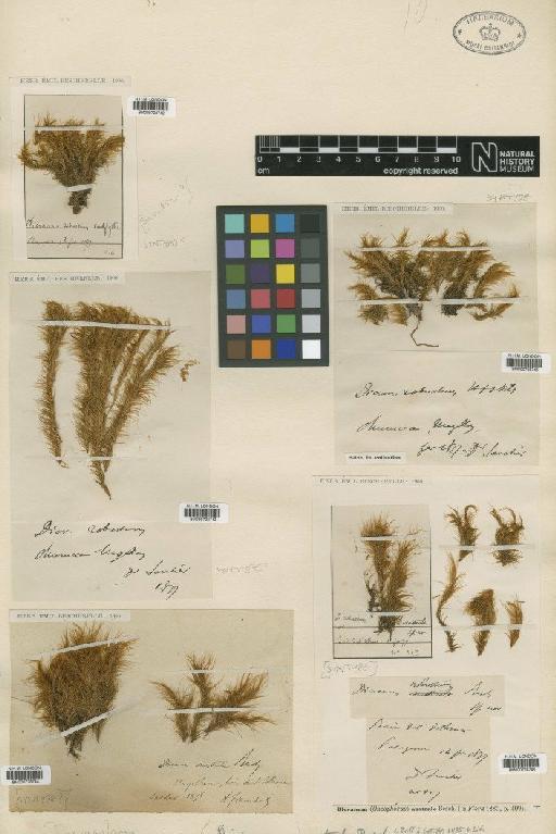 Dicranoloma australe (Besch.) Paris - BM000728742_a