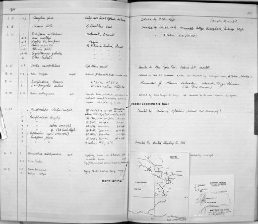 Scopelarchus cavei Marshall, 1955 - Zoology Accessions Register: Fishes: 1937 - 1960: page 162