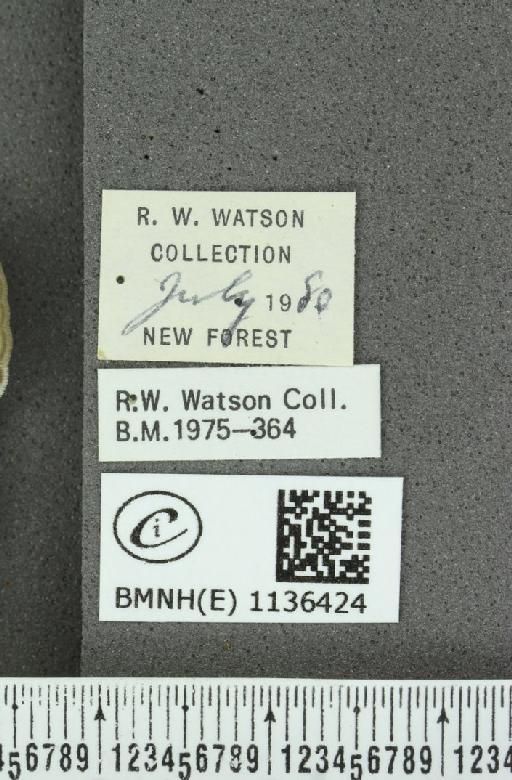 Neozephyrus quercus ab. latefasciata Courvoisier, 1903 - BMNHE_1136424_label_94264