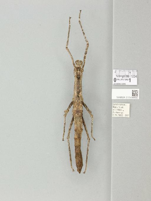 Centrophasma longipennis (Gunther, 1944) - 012496590_reverse