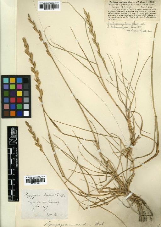 Elymus farctus (Viv.) Runem. ex Melderis × E. repens (L.) Gould - BM001010939