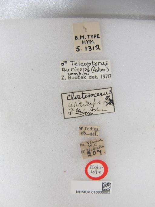Asecodes auriceps (Ashmead, 1894) - 010838603_Closterocerus_auriceps_HT-5-1312_Labels