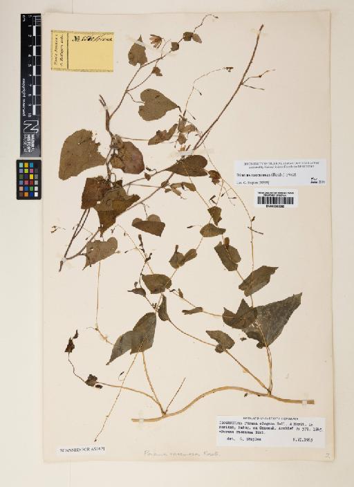 Dinetus racemosus (Roxb.) Sweet - 000885080