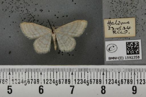 Idaea subsericeata (Haworth, 1809) - BMNHE_1592358_263358