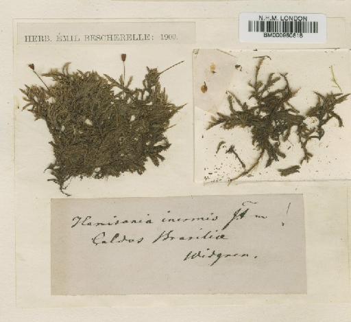 Rhacocarpus inermis (Müll.Hal.) Lindb. in Broth. - BM000960818
