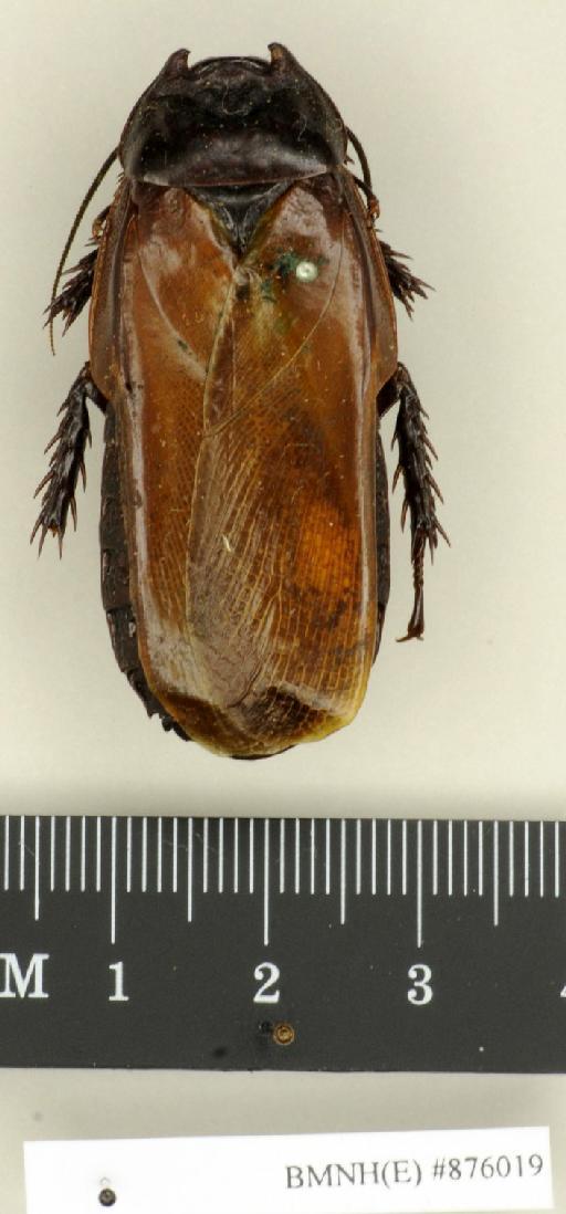 Panesthia angustipennis (Illiger, 1801) - Panesthia angustipennis Illiger, 1801, male, non type, dorsal. Photographer: Edward Baker. BMNH(E)#876019