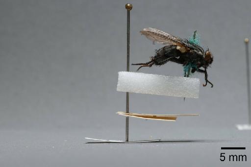 Sarcophaga (Robineauella) caerulescens Zetterstedt, 1838 - 015092833_lateral
