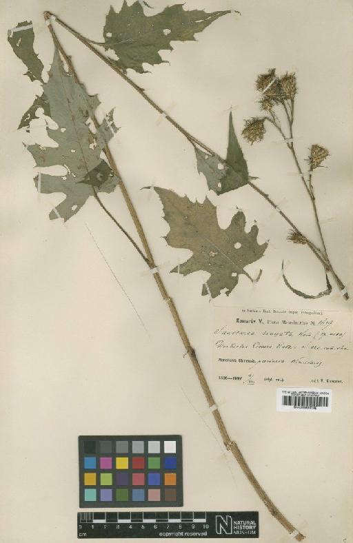 Saussurea sinuata Wight - BM000996142
