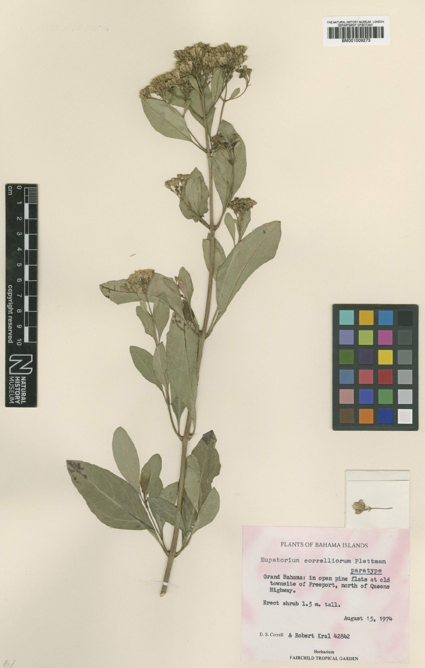 To NHMUK collection (Koanophyllon correlliorum (S.Plettman) R.M.King & H.Rob.; Isotype; NHMUK:ecatalogue:562202)