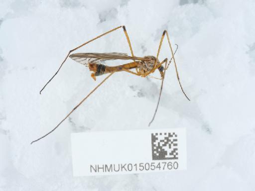 Tipula (Schummelia) variicornis variicornis Schummel, 1833 - 015054760_1