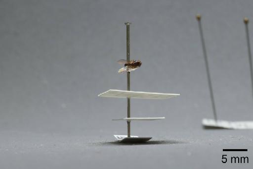 Fannia clara Collin, 1939 - 013421825_lateral