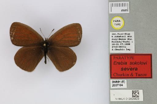 Erebia sokolovi severa Churkin & Tuzov, 2000 - 012824429_Erebia_sokolovi_severa_Churkin & Tuzov_2000_PT