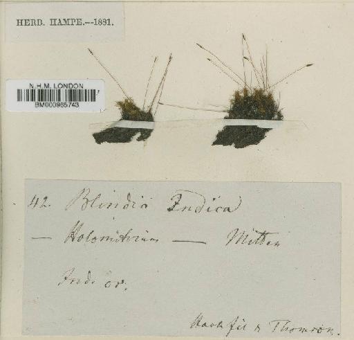 Dicranoweisia indica (Wilson) Paris - BM000965743