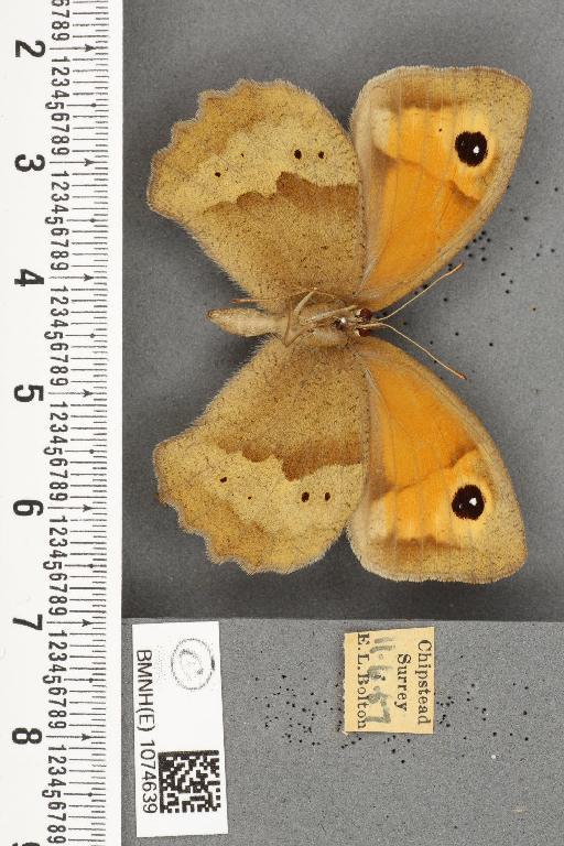 Maniola jurtina insularis ab. bioculata Rebel, 1910 - BMNHE_1074639_41382