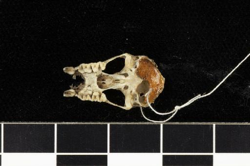 Rhinolophus cinerascens Kelaart, 1852 - 1852_1_24_3-Rhinolophus_cinerascens-Holotype-Skull-occlusal