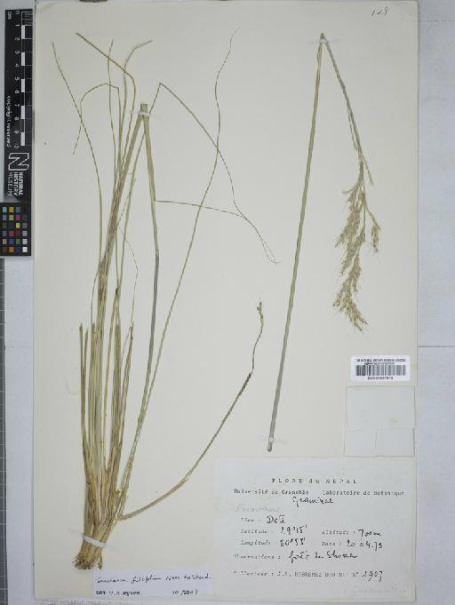 Saccharum filifolium Steud. - 000897513