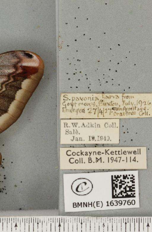 Saturnia pavonia (Linnaeus, 1758) - BMNHE_1639760_label_203728