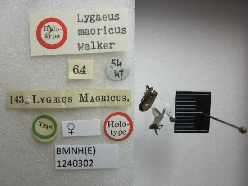 Lygaeus maoricus Walker, 1872 - Lygaeus maoricus-BMNH(E)1240302-Holotype female dorsal & labels 2