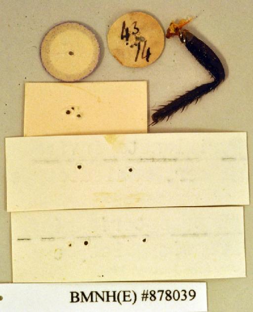 Periplaneta invisa Walker, 1868 - Periplaneta invisa Walker, F, 1868, female, lectotype, labels (reverse). Photographer: Heidi Hopkins. BMNH(E)#878039