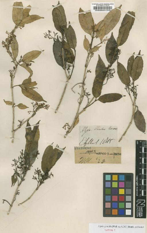 Alyxia gracilis (Wall. ex DC.) Benth. ex Hook.f. - BM000508435