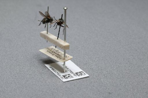 Sarcophaga (Myorhina) nigriventris Meigen, 1826 - 015091861_additional_2