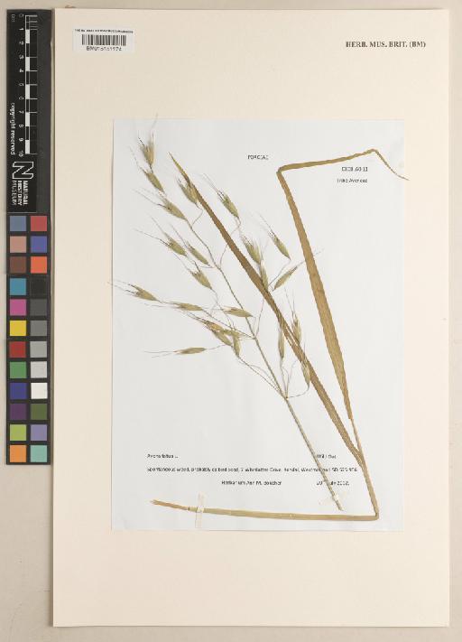 Avena fatua L. - 015151124
