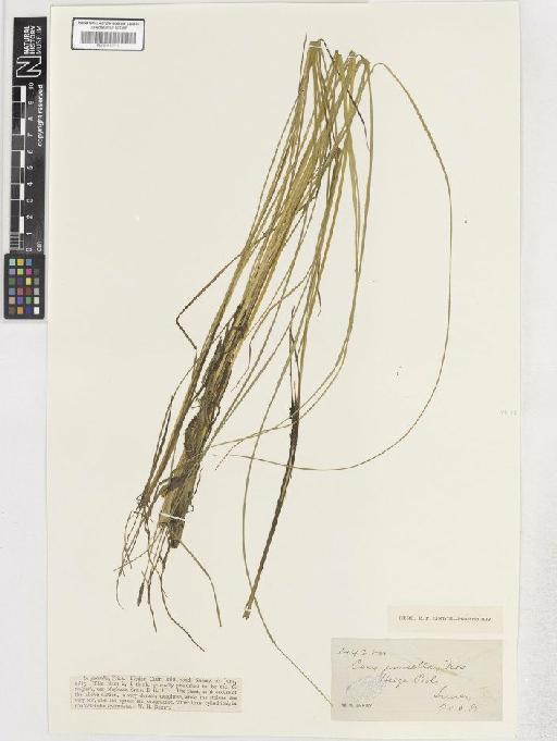 Carex nigra var. juncella - BM001183775 C