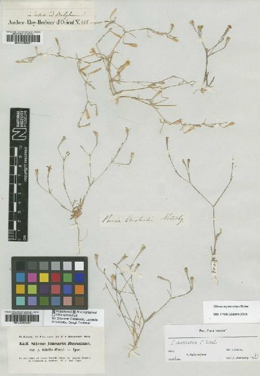 Silene leyseroides Boiss. - BM000990891